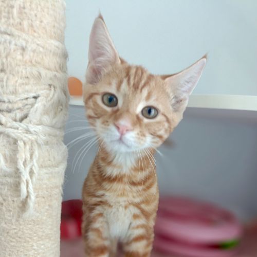 Shamrock - Domestic Short Hair Cat