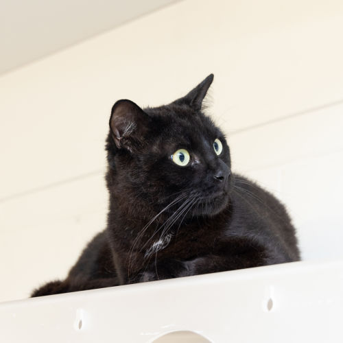 Yami - Domestic Short Hair Cat
