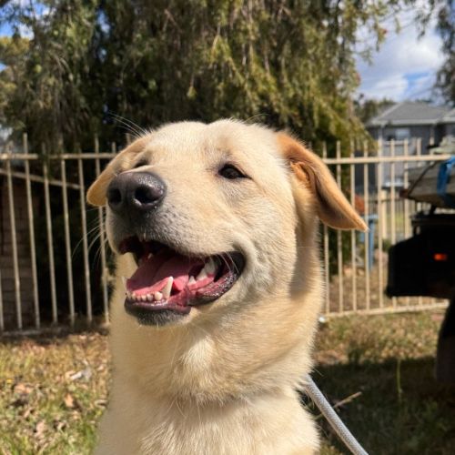 Atlas - Labrador Retriever Dog