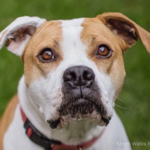 Yoko Newhaven - American Bulldog