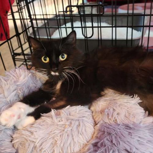Gizelle - Domestic Medium Hair (DMH) Cat