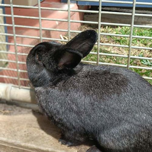 Lumos - Rex Rabbit