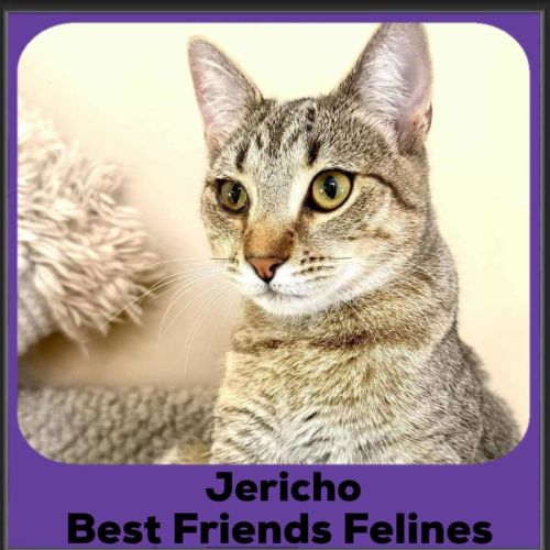 Jericho  - Domestic Short Hair (DSH) Cat