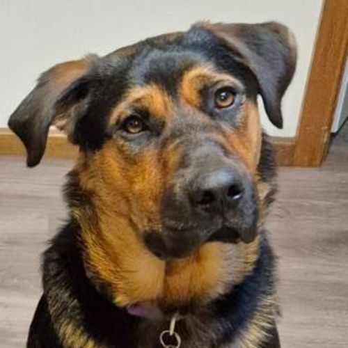Suri - Rottweiler Dog