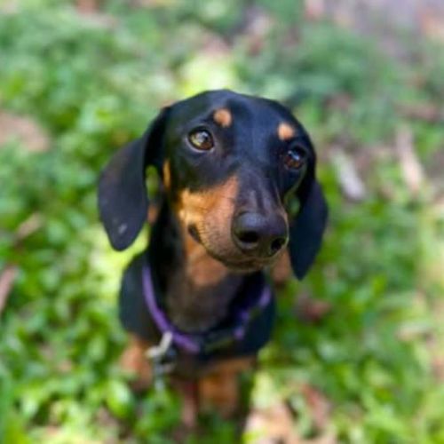 Darla - Dachshund (Miniature Smooth Haired) Dog