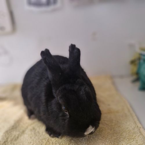 Vegas - Netherland Dwarf Rabbit