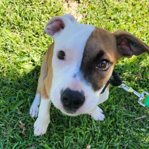 Roddy - American Bulldog