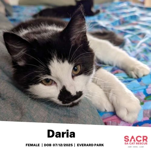 Daria - Domestic Short Hair (DSH) Cat