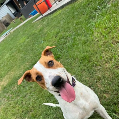 Eclipse - Bull Arab Dog