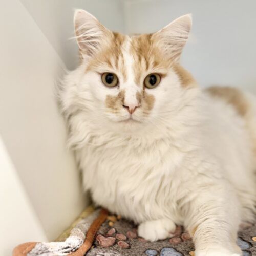 Cornflake - Domestic Medium Hair (DMH) Cat