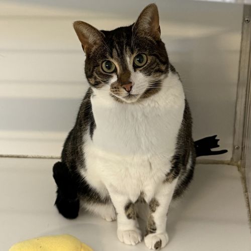 Mary-Lou - Domestic Short Hair Cat