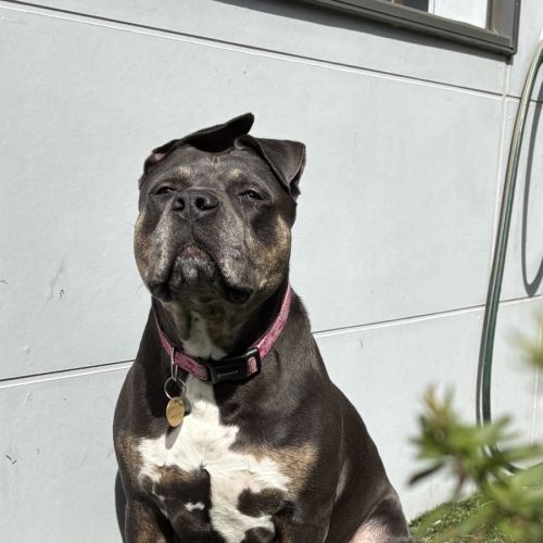 Tozzo - Staffordshire Bull Terrier Dog