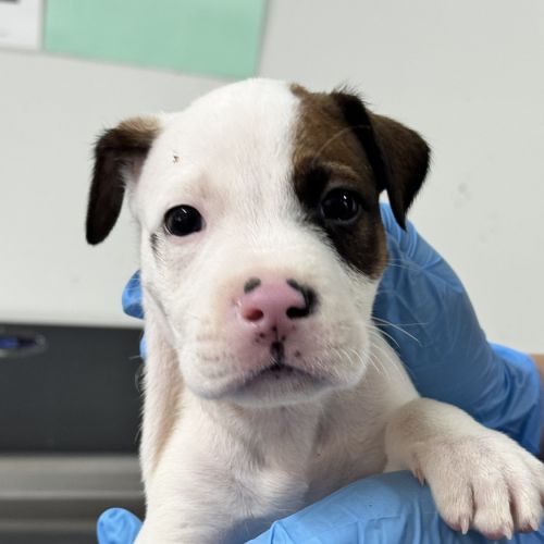 Biscoff - Australian Cattle Dog x English Staffordshire Bull Terrier Dog