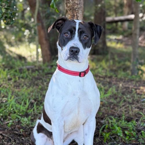Nelly - American Staffordshire Terrier Dog