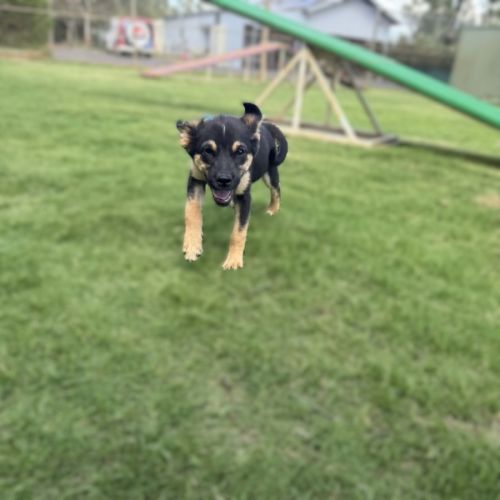 Onyx - Australian Kelpie Dog