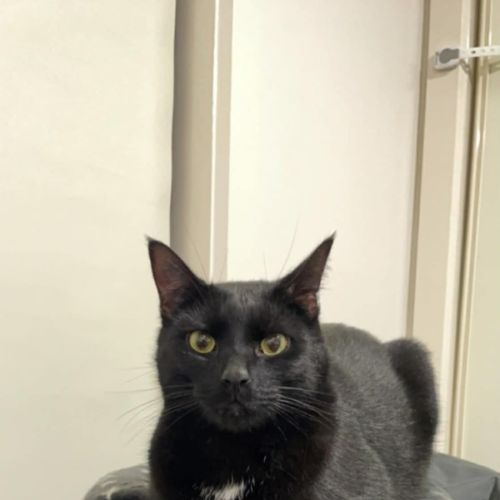 Munch - Domestic Short Hair (DSH) Cat