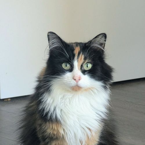 Fig - Domestic Short Hair (DSH) Cat