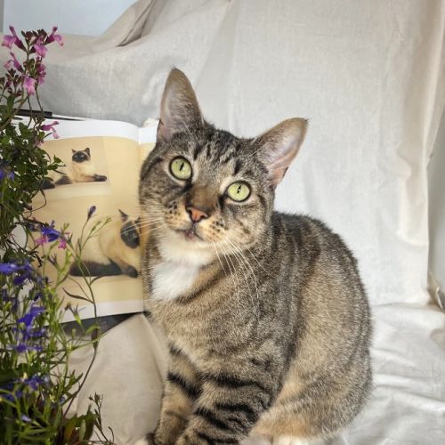 Mooi - Domestic Short Hair (DSH) Cat