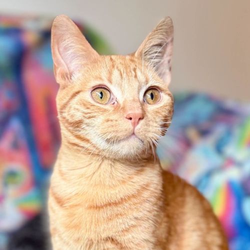 Boris - In foster care in Templestowe - Domestic Short Hair (DSH) Cat