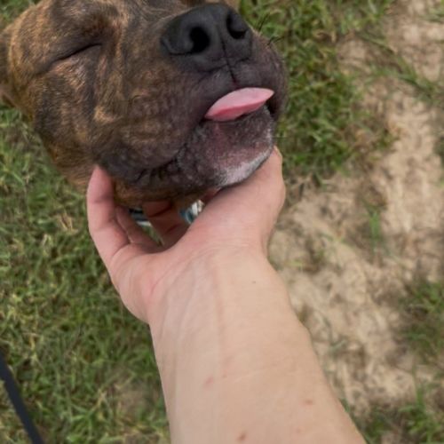 Rex - American Staffordshire Terrier x Boxer Dog