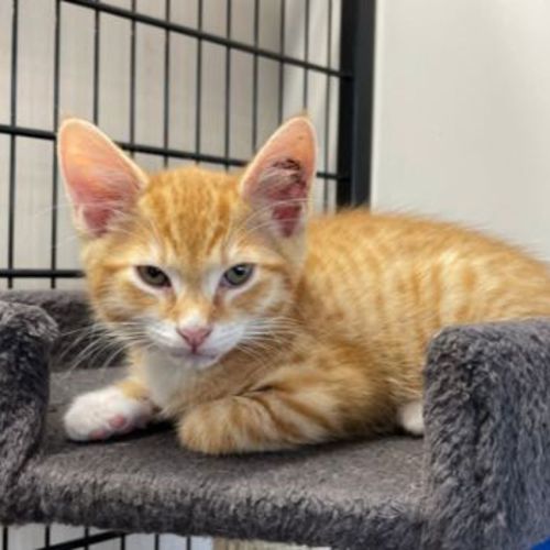Topaz - Domestic Short Hair Cat