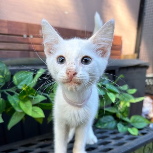 Austin - Domestic Short Hair (DSH) Cat