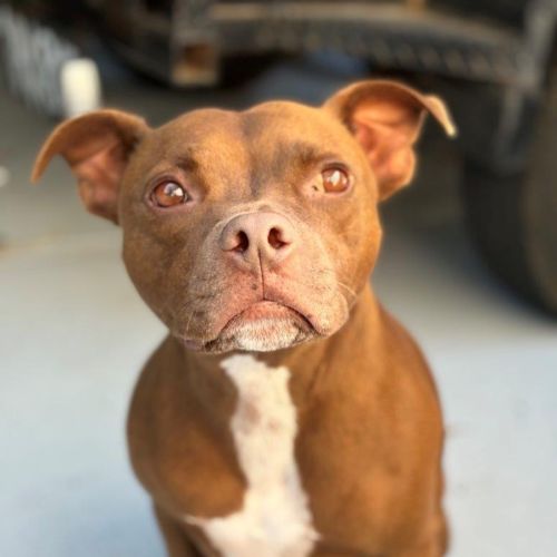 Randall Bulleau - Staffordshire Bull Terrier Dog