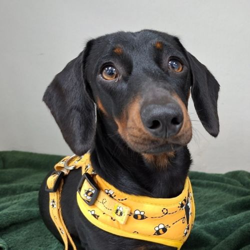 Sam - Dachshund (Miniature) Dog