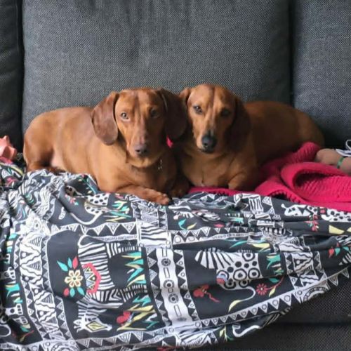Duke and Mack - Dachshund Dog