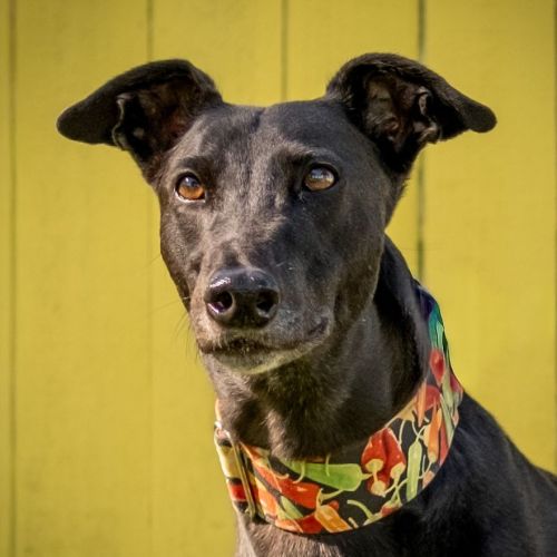 Goose The Greyhound - Greyhound Dog