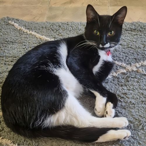 Pussycat - Domestic Short Hair (DSH) Cat