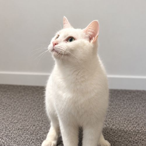 Mayo - Domestic Short Hair (DSH) Cat