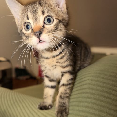 Cricket - Domestic Short Hair (DSH) Cat