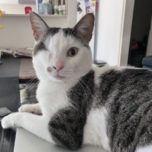 Bibi - Domestic Short Hair (DSH) Cat