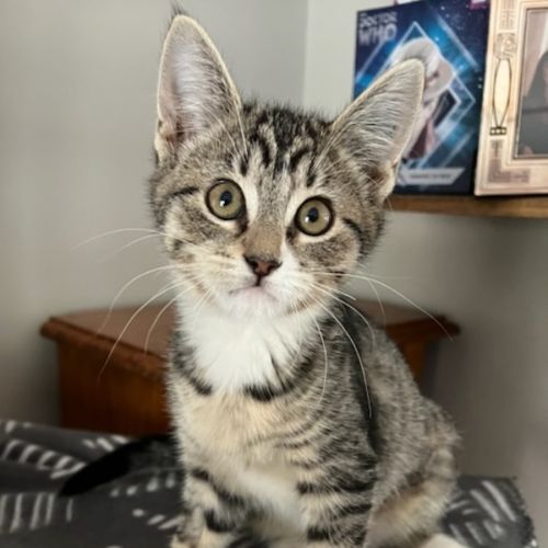 Bumbelina - Domestic Short Hair (DSH) Cat