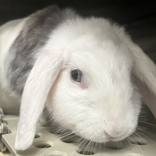 Snow white - Cashmere Lop Rabbit