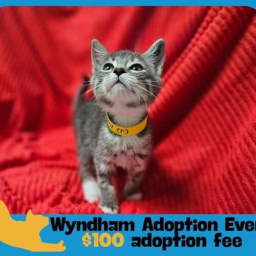 Lisa Simpson - Domestic Short Hair Cat