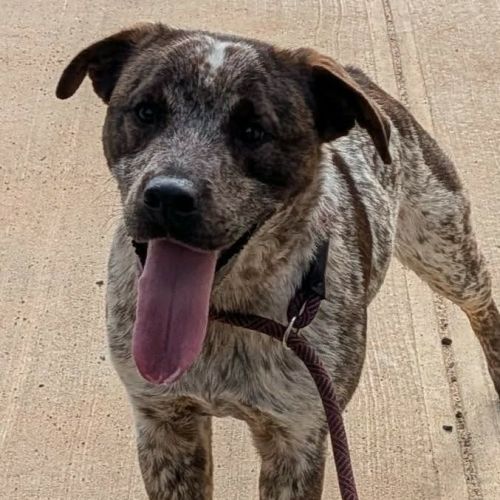 Prancer - Mixed breed Dog