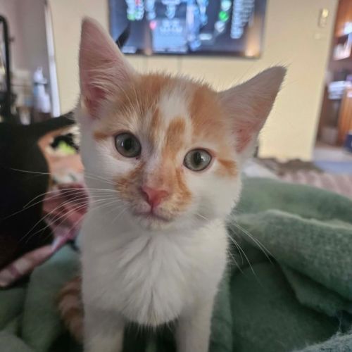 Oli - Domestic Short Hair (DSH) Cat