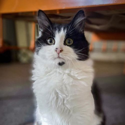 Maggie - Domestic Short Hair (DSH) Cat