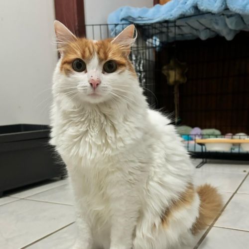 Snippie - Domestic Medium Hair (DMH) Cat