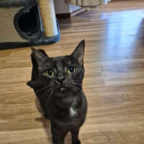 Ruby - Domestic Short Hair (DSH) Cat