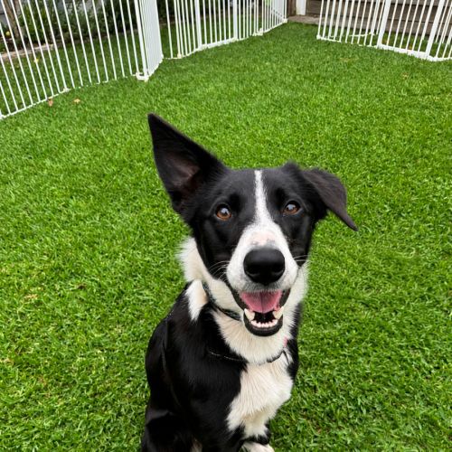 Willow - Border Collie Dog