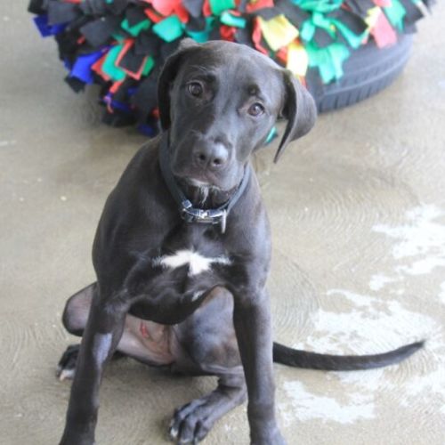 Alberta - American Staffordshire Terrier Dog