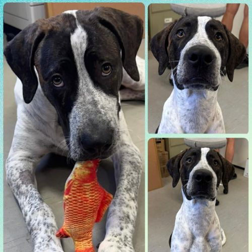 Bandit  - Bull Arab Dog