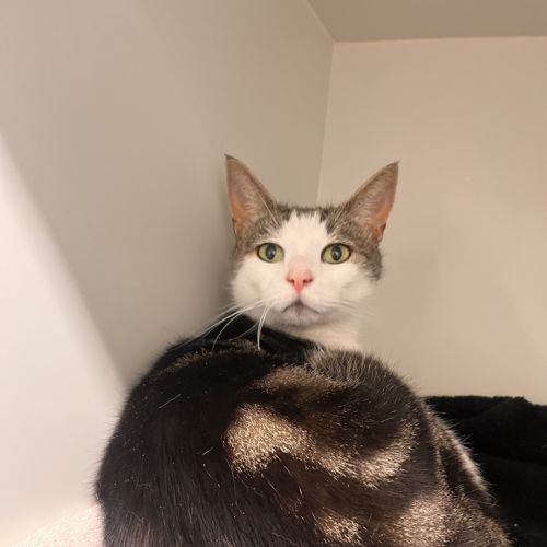 Pumpkin  - Domestic Short Hair Cat