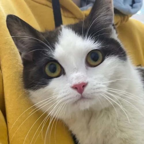 Pepe - Domestic Short Hair (DSH) Cat