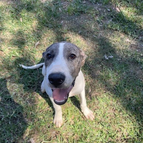 Dash - Great Dane Dog