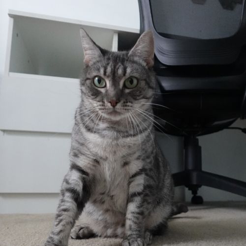 Kiara - Domestic Short Hair (DSH) Cat