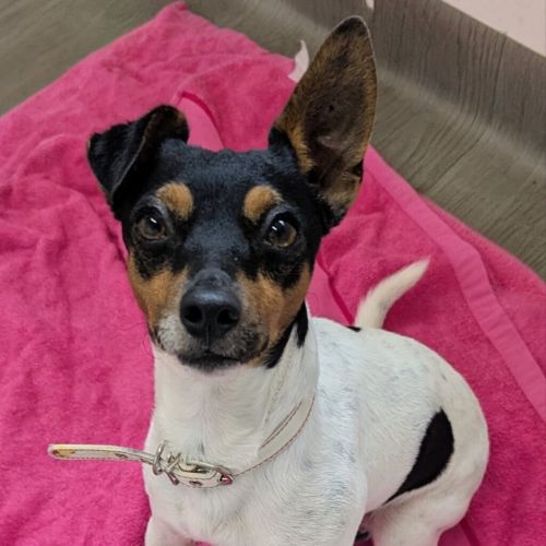 Rolf - Miniature Fox Terrier Dog